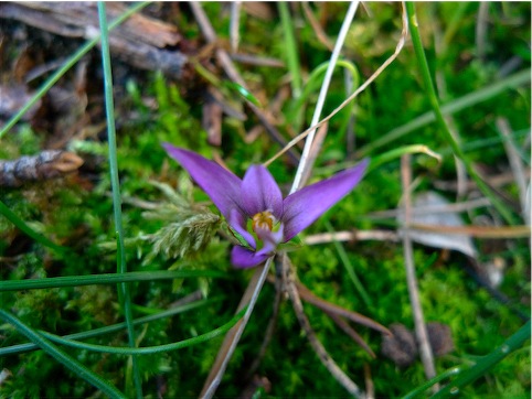 Romulea bulbocodium